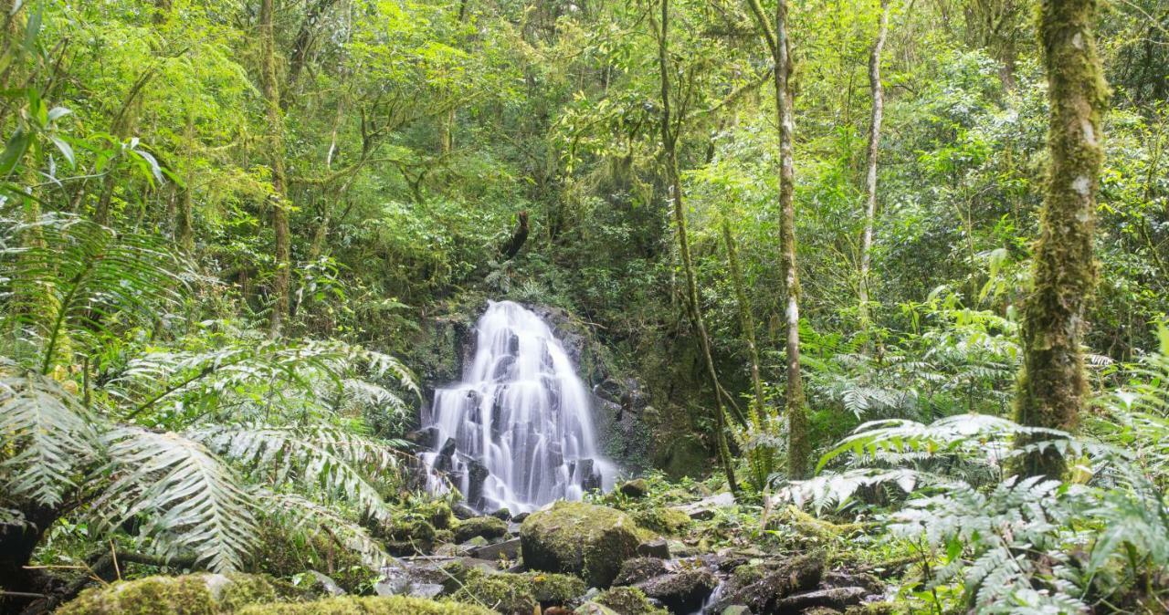 Margay - Reserva Natural Y Lodge De Selva El Soberbio Eksteriør billede